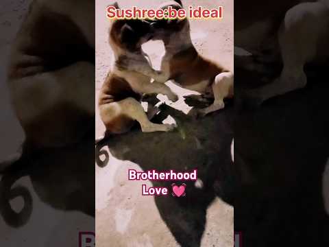 Masti After Dinner #doglover #shortvideo #masti #mastitime #puppy #streetdog #trending #viralshorts