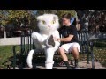 Cats Vs Dogs