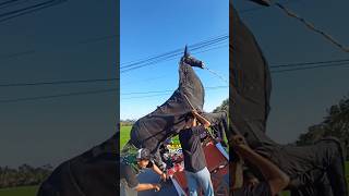 Download lagu kuda ngamuk dipaksa ikut karnaval hut ri mp3 Download lagu kuda ngamuk dipaksa ikut karnaval hut ri mp3