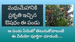 Sky fruit || Sky fruit for diabetes || ఆ పండు ఏమిటి ఎలా వాడాలో తెలుసుకోవాలంటే ఈ వీడియో చూడండి..