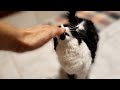 Don T Pat Your Pet Challenge With Jazz