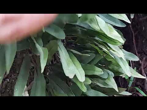 Águas do prado em Vicente dutra rio grande do sul