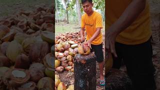 Download lagu Panen Kelapa Buah #coconut #kelapa mp3