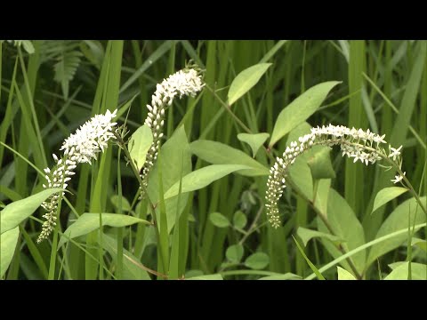 ゴールドオカトラノオ、点在オカトラノオ 植物