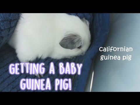 Getting a baby guinea pig VLOG