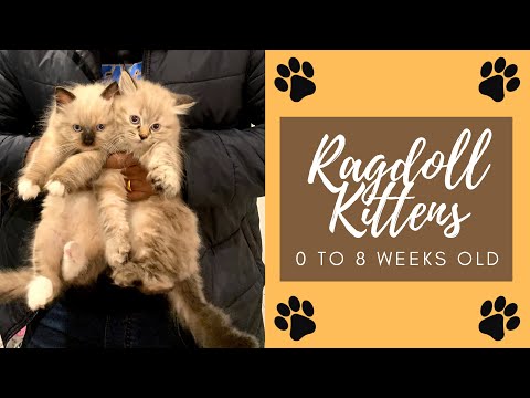 Ragdoll Kittens - Birth to 8 weeks progression