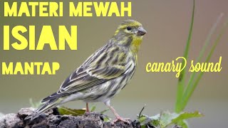 Download lagu MASTERAN MANTAP KENARI RUSIA mp3 Download lagu MASTERAN MANTAP KENARI RUSIA mp3