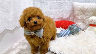 トイプードルの動画01