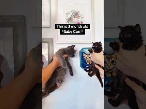 Just two 3 month old kittens.#babycorncat #kitten