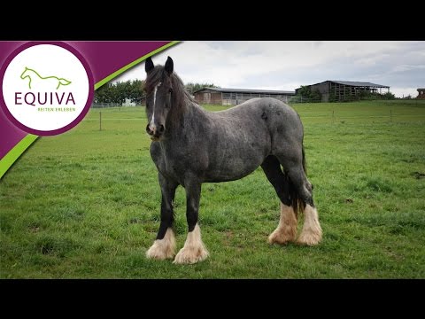Der Irish Cob im Rasseportrait (Tinker)