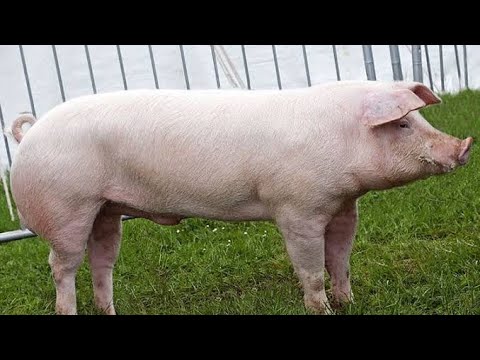 , title : 'Danish Landrace Pig | Facts | All You Need To Know'