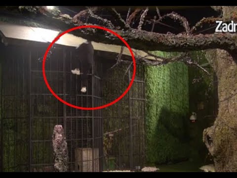 PRVI BEG IZ "ZADRUGE 6"! Nakon teške SRAMOTE, rešio da POBEGNE: Popeo se UZ OGRADU rajskog vrta!