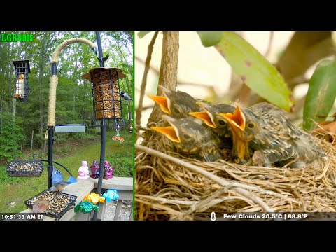 LGR Bird Feed + Bird Nest! May 4, 2024
