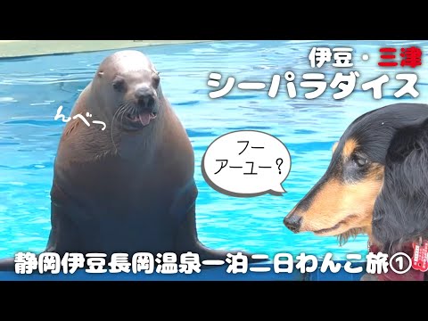 YouTube動画を再生