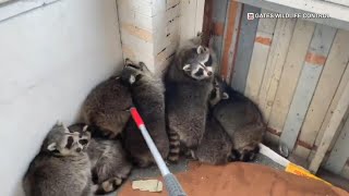 11 raccoons removed from Toronto home under construction