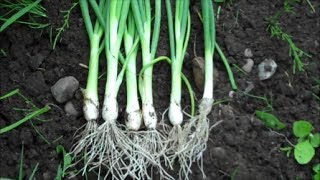 How to Grow Spring Onions from Seed