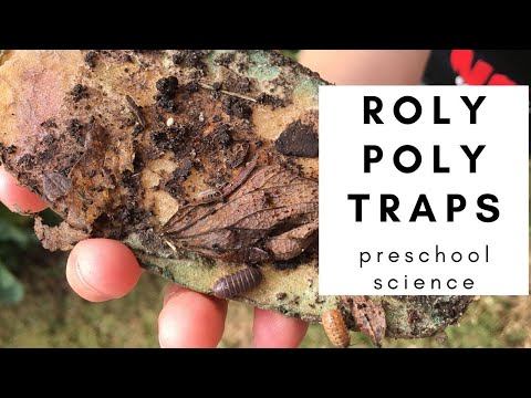 Roly Poly Traps