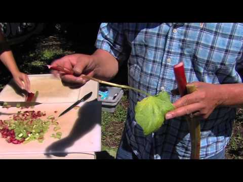 2 Harvesting Rhubarb 101