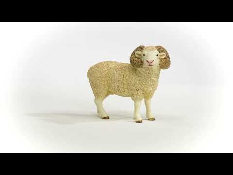 Ram