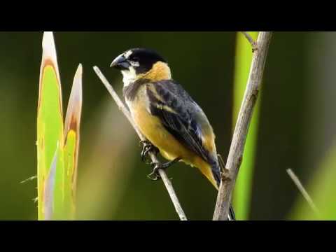 Kňažík bronzový (Sporophila collaris) — starostlivosť, voliéra a kŕmenie