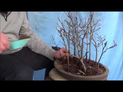 Bonsai 2019-5 - Fagus sylvatica - ein kleiner Wald aus Rotbuchen wird größer