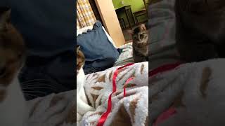 猫じゃらし猫 Cats don’t like change without their consent.