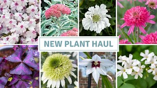 Bare Roots, Plug Plants + Bulbs / New Perennials // Cottoverdi