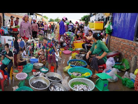 Morning Fish Market Scene in Cambodia - Daily Lifestyle of Vendors Selling Alive Fish, Dry Fish