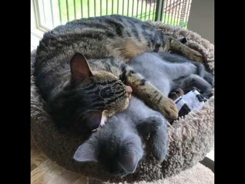 Male cat cuddling kitten