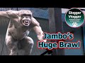 Huge Brawl Which Caused More Injuries To Jambo The Hairless Chimp Chimpanzees