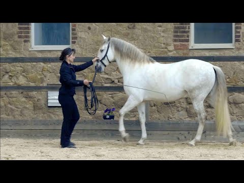 Versammlung für gesunde Pferde und Reiten in Leichtigkeit TrailerTeil 4 Praxis Sonja Weber Reitkunst