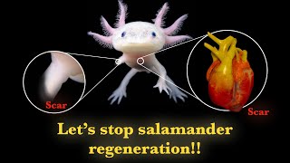 How we can stop salamander regeneration ability?