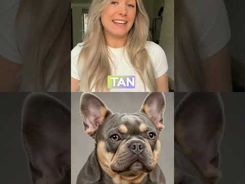 Ultimate Guide to Frenchie Colors and Structure