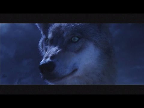 Cinéma : "Le Dernier loup", un hymne à la nature et à l'amitié - cinema