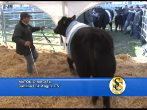 ANTONIO MACIEL - Cabaña FSL Angus ITV - Tres Marías - Benito Juarez - 15/082013