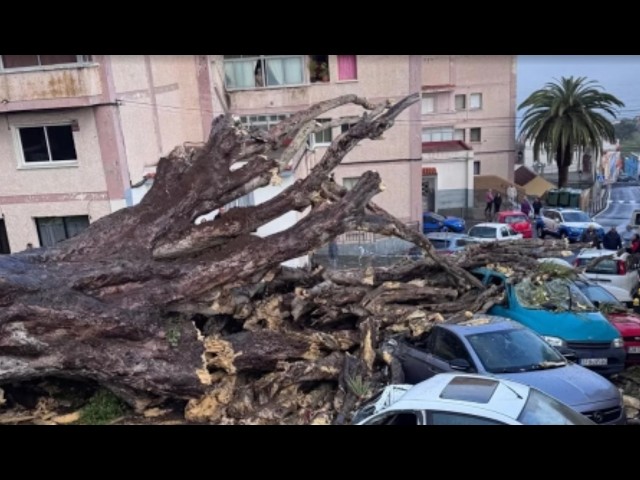 Cayó el drago centenario del cementerio de Los Realejos en Tenerife