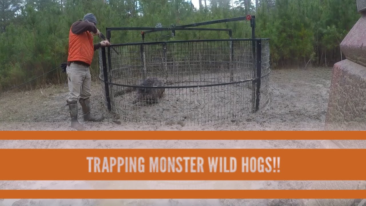 TRAPPING MONSTER WILD HOGS....The Big Pig Trap 😲😲😲at Hollis Farms