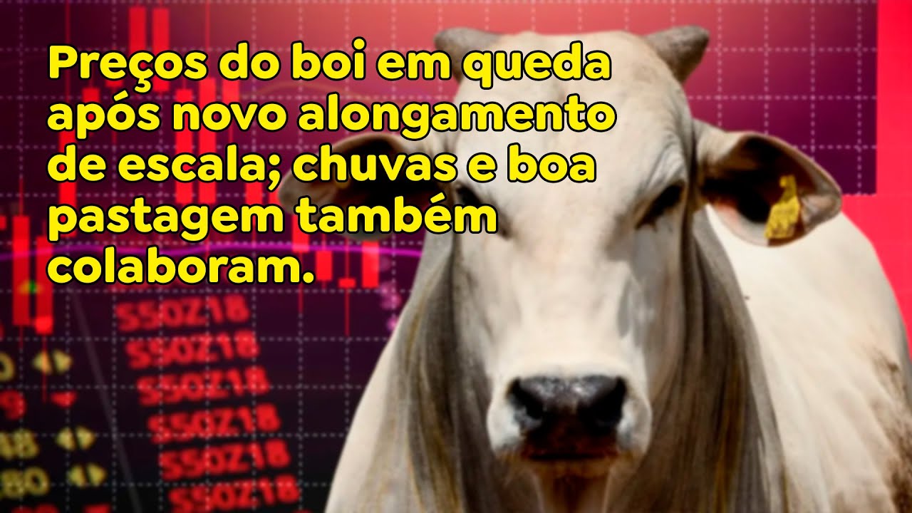 Preços do boi em queda após novo alongamento de escala; chuvas e boa pastagem também colaboram.