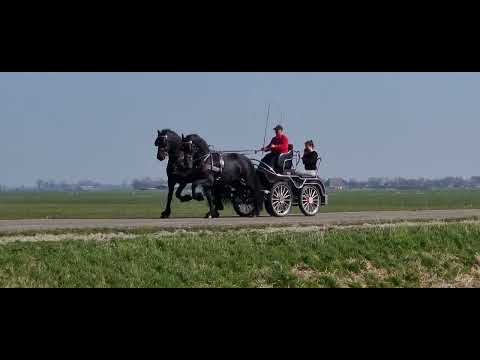 Stal Okkema's pair of Stallions - L: Haije & R: Ids