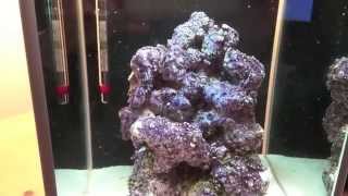 How to setup a Pico Reef Tank - Fluval SPEC 3 - Day 5 update - Cycling begins