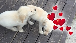 Super Cooper Sunday #3 - Coop Has a Girlfriend! (Golden Retriever Puppy)