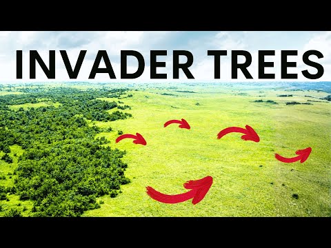 Trees Are Rapidly Invading The Great Plains - here's why