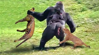 The Gorilla is So Strong That The Leopard King Is In Pain When He Can't Protect The Leopard Cubs