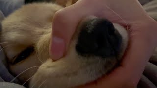 Bisuke arrested on suspicion of sweet bite【Golden retriever puppy】