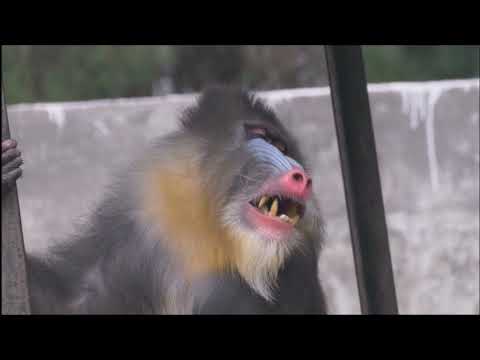 MANDRILL'S K9 TEETH, KASI RAYAPPA