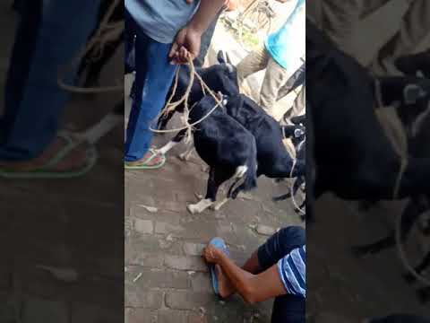 Gouripur shagle hati