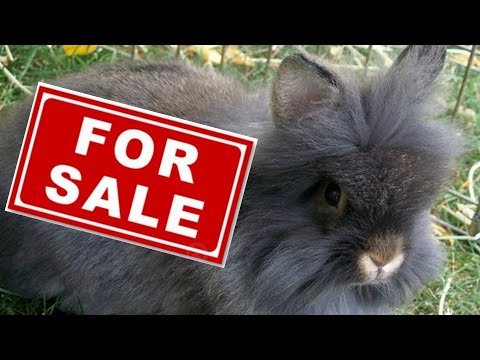YouTube video about: Where to buy lionhead rabbits near me?