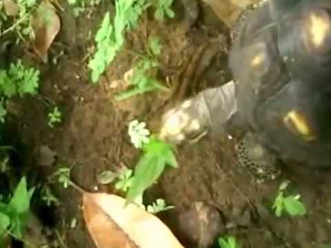 JOSE CASTILLO-LA MORROCOYA JOROPO CENTRAL