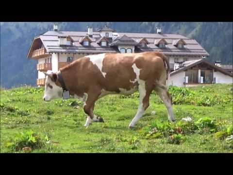 Mucche al pascolo passo san Pellegrino