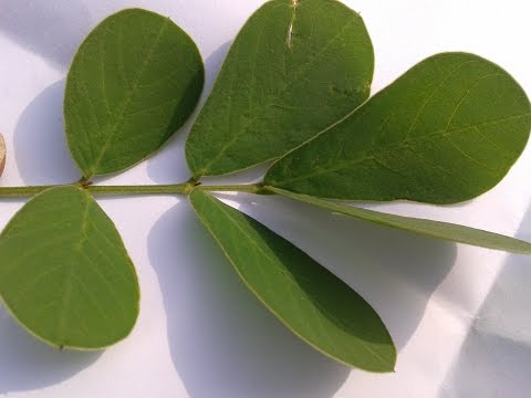 Ayurvedic benefits of cassia tora plant for itching (pruritu...